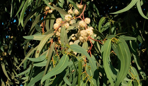 Eucalyptus-nitens