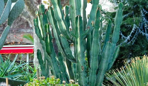 Euphorbia-trigona