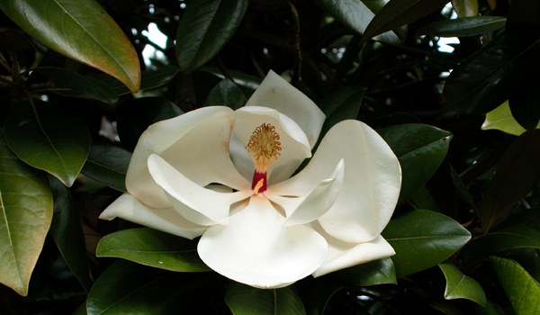 Magnolia-grandiflora
