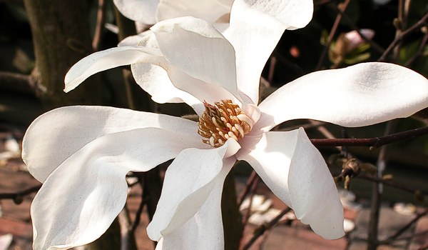 Magnolia-stellata