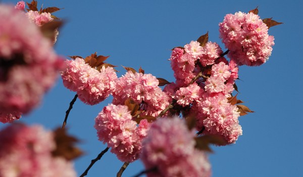 cerisier-a-fleurs-prunus